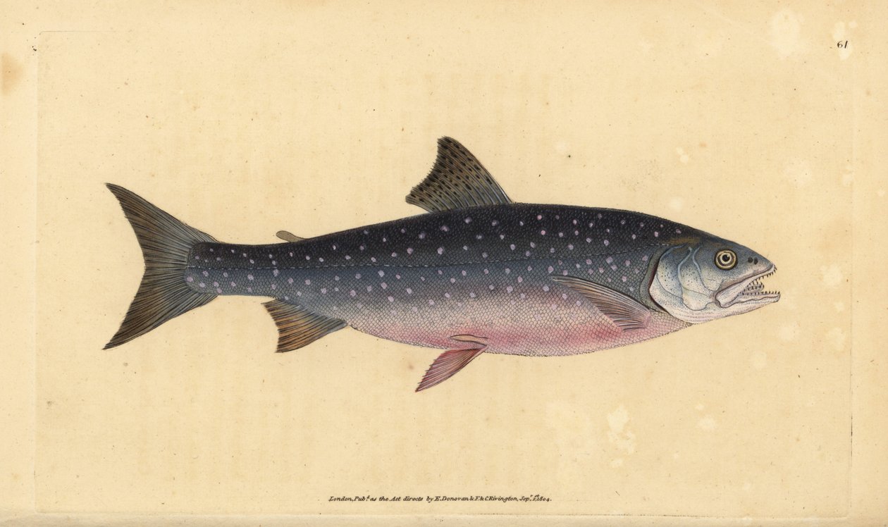 Golec pospolity, Salvelinus alpinus alpinus (łosoś alpejski, Salmo alpinus). Ręcznie barwiony miedzioryt narysowany i rytowany przez Edwarda Donovana z jego Natural History of British Fishes, Donovan and F.C. i J. Rivington, Londyn autorstwa Edward Donovan