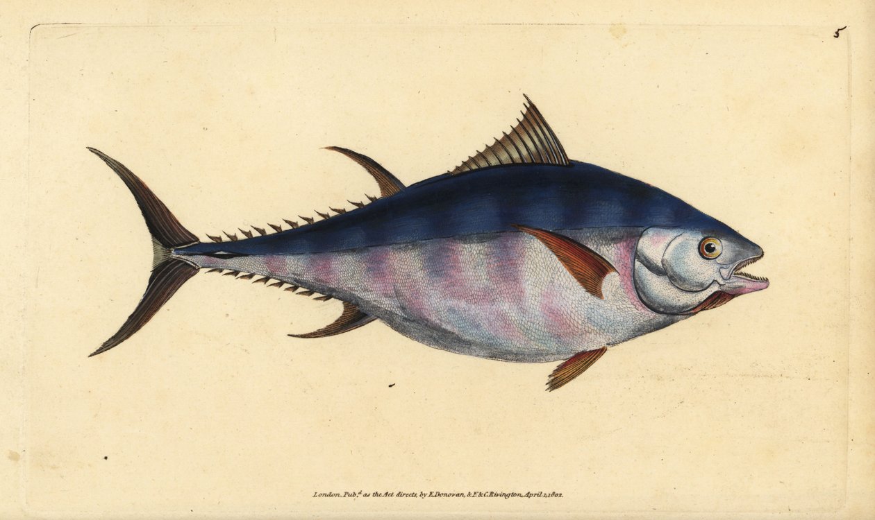 Tuńczyk błękitnopłetwy atlantycki , Thunnus thynnus (zagrożony). Tunny, Scomber thynnus. Ręcznie barwiony miedzioryt narysowany i rytowany przez Edwarda Donovana z jego Natural History of British Fishes, Donovan and F.C. i J. Rivington, Londyn autorstwa Edward Donovan