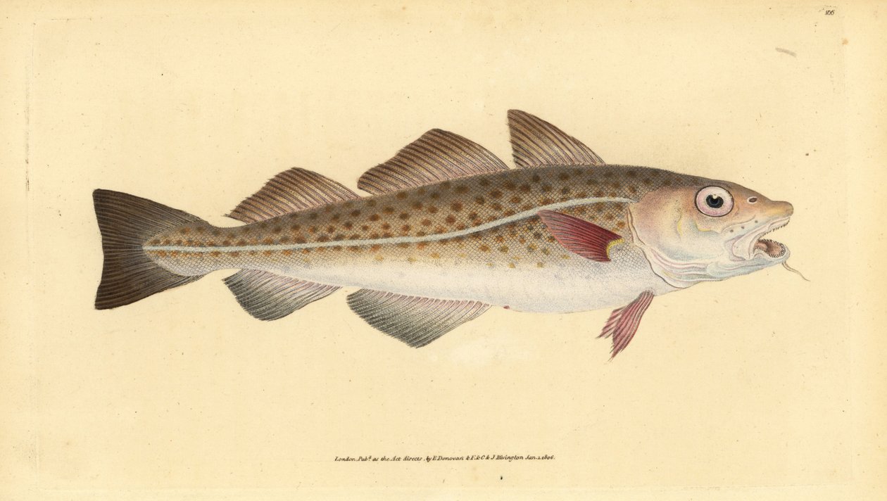 Dorsz atlantycki lub ryba dorszowa. Gadus Morhua. Wrażliwy. Ręcznie barwiony miedzioryt narysowany i rytowany przez Edwarda Donovana z jego Natural History of British Fishes, Donovan and F.C. i J. Rivington, Londyn autorstwa Edward Donovan