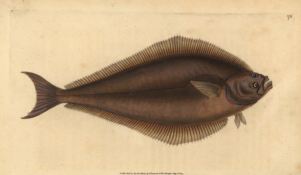 Halibut atlantycki, Hippoglossus hippoglossus. Zagrożony. (Holibut, Pleuronectes hippoglossus). Ręcznie barwiony miedzioryt narysowany i rytowany przez Edwarda Donovana z jego Natural History of British Fishes, Donovan and F.C. i J. Rivington, Londyn autorstwa Edward Donovan