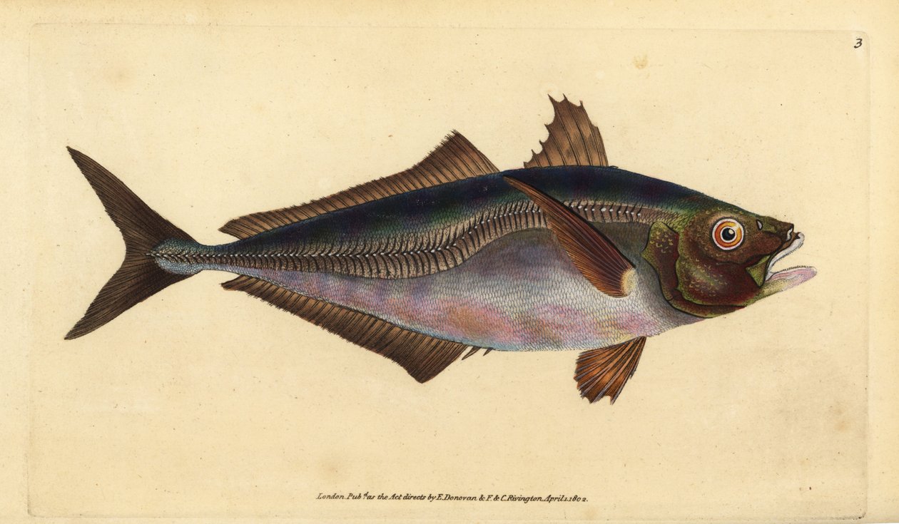 ostrobok atlantycki, Trachurus trachurus (Scad, Scomber trachurus). Ręcznie barwiony miedzioryt narysowany i rytowany przez Edwarda Donovana z jego Natural History of British Fishes, Donovan and F.C. i J. Rivington, Londyn autorstwa Edward Donovan