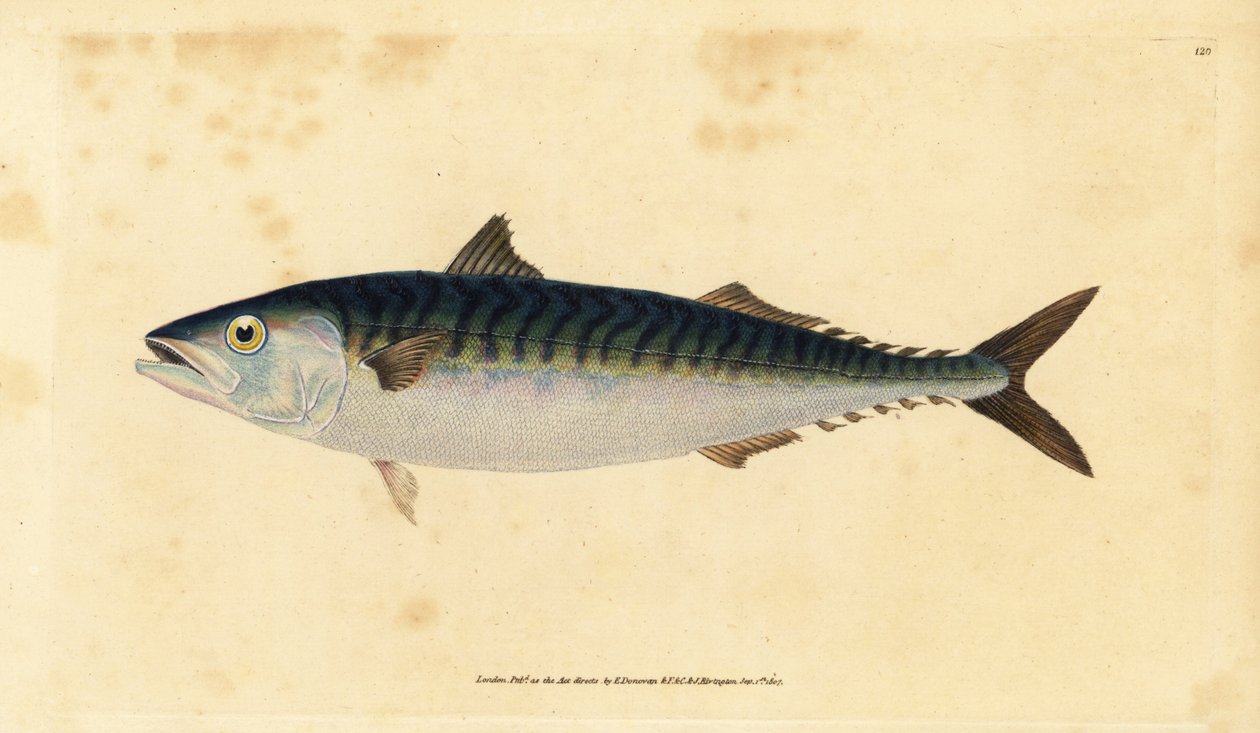Makrela atlantycka, Scomber scombrus (Mackarel, Scomber scomber). Ręcznie barwiony miedzioryt narysowany i rytowany przez Edwarda Donovana z jego Natural History of British Fishes, Donovan and F.C. i J. Rivington, Londyn autorstwa Edward Donovan