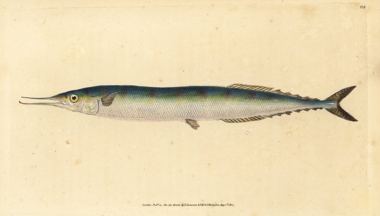 Saura atlantycka, Scomberesox saurus saurus (Spiper, Esox saurus). Ręcznie barwiony miedzioryt narysowany i rytowany przez Edwarda Donovana z jego Natural History of British Fishes, Donovan and F.C. i J. Rivington, Londyn autorstwa Edward Donovan