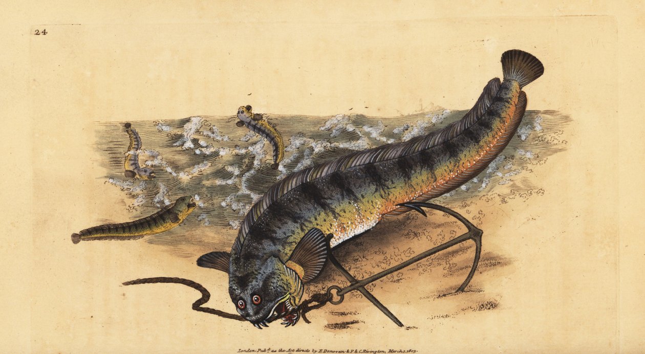 Wilk morski atlantycki lub pasiasty wilk morski, Anarhichas lupus. Ręcznie barwiony miedzioryt narysowany i rytowany przez Edwarda Donovana z jego Natural History of British Fishes, Donovan and F.C. i J. Rivington, Londyn autorstwa Edward Donovan