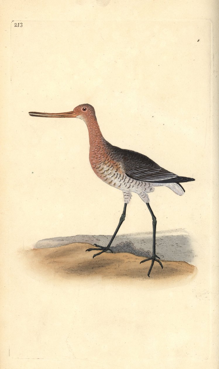 Szlamnik (samica), Limosa lapponica. Ręcznie barwiony miedzioryt rysowany i grawerowany przez Edwarda Donovana z jego własnej „Historii naturalnej ptaków brytyjskich”, Londyn autorstwa Edward Donovan
