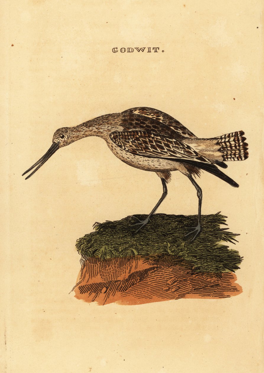 Szlamnik zwyczajny , Limosa lapponica autorstwa Edward Donovan