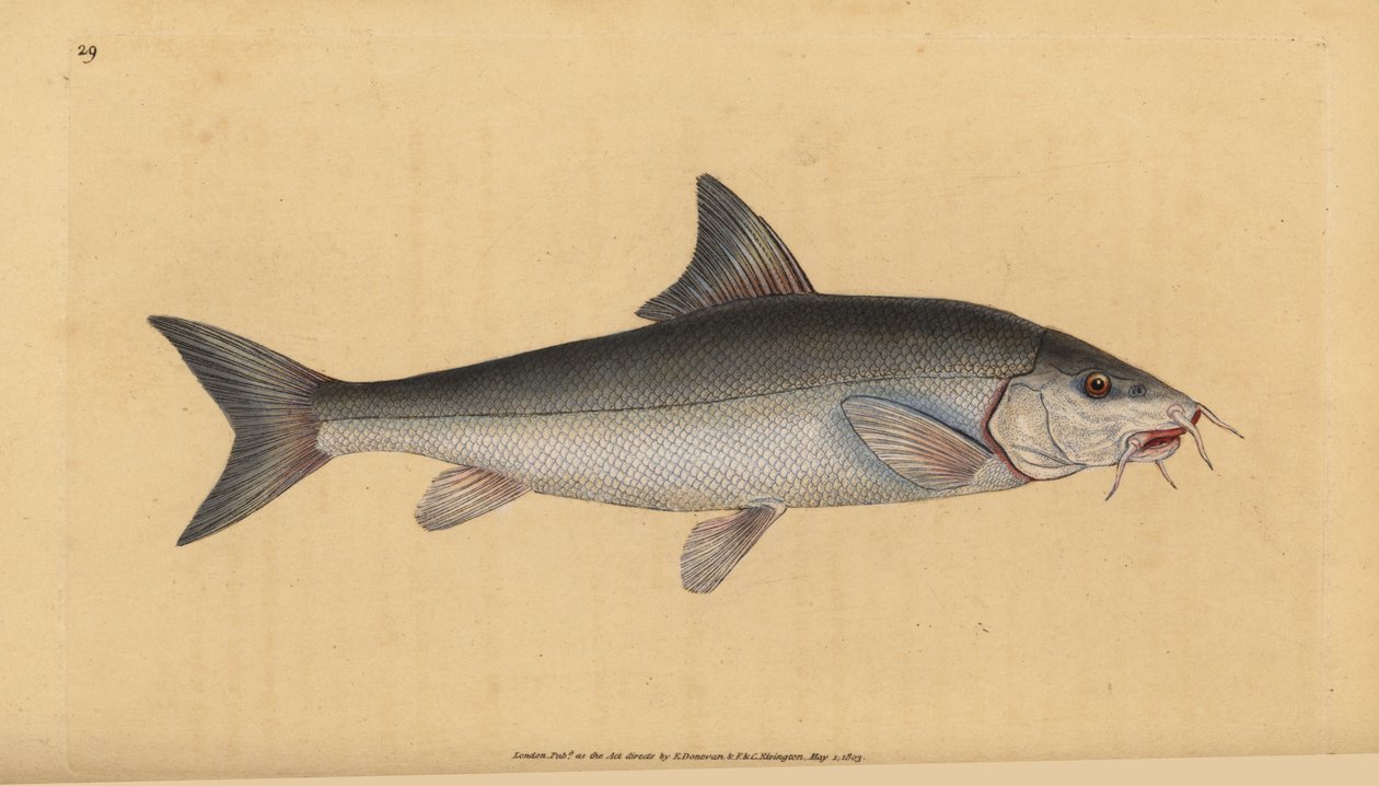 Brzana, brodaty brodaty (Cyprinus brodaty). Ręcznie barwiony miedzioryt narysowany i rytowany przez Edwarda Donovana z jego Natural History of British Fishes, Donovan and F.C. i J. Rivington, Londyn autorstwa Edward Donovan