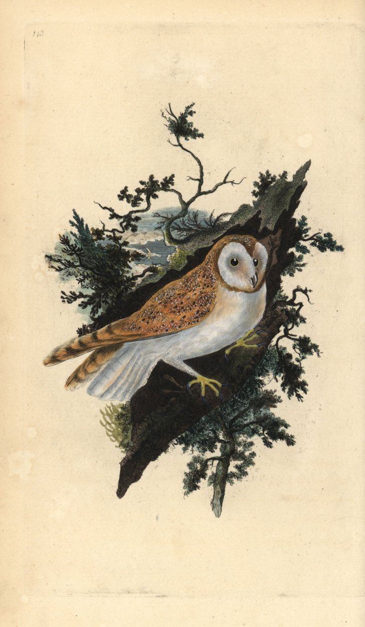 Płomykówka, Tyto alba. Ręcznie kolorowany miedzioryt rysowany i grawerowany przez Edwarda Donovana z jego własnej „Historii naturalnej ptaków brytyjskich”, Londyn autorstwa Edward Donovan