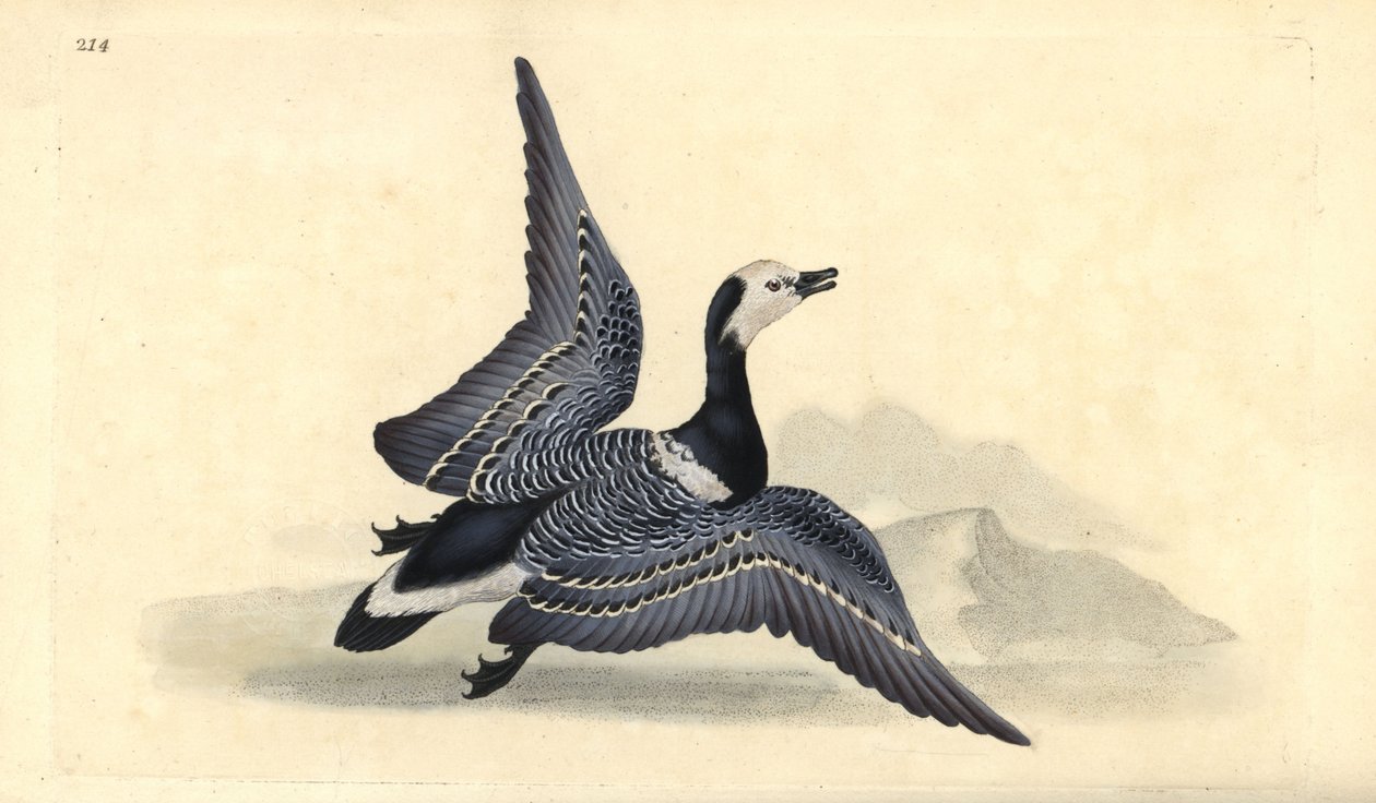 Bernikla zwyczajna, Branta leucopsis. Ręcznie barwiony miedzioryt rysowany i grawerowany przez Edwarda Donovana z jego własnej „Historii naturalnej ptaków brytyjskich”, Londyn autorstwa Edward Donovan
