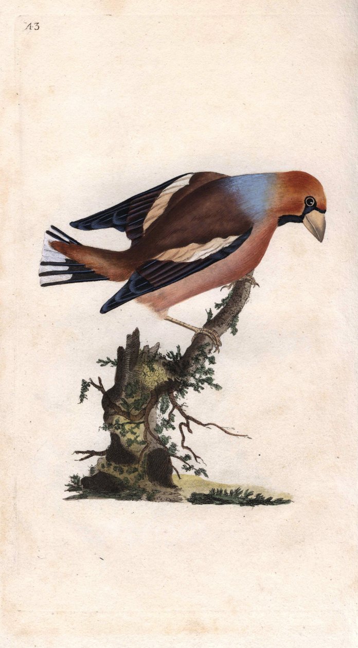 Duży dziób łamie rdzeń. Coccothrausts (Loxia coccothraustes). Miedzioryt autorstwa Edwarda Donovana (1768-1837), opublikowany w Natural History of British Birds, Londyn autorstwa Edward Donovan