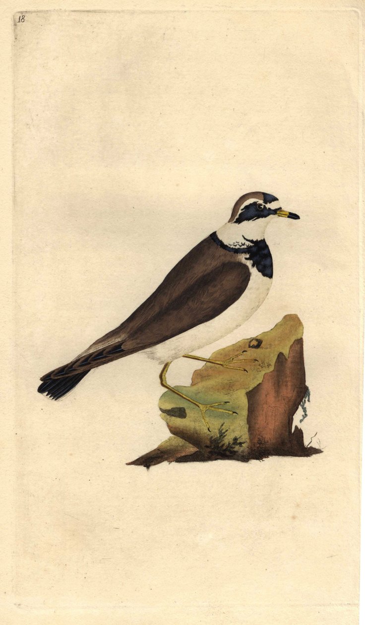Duży żwir. Charadrius hiaticula. Miedzioryt autorstwa Edwarda Donovana (1768-1837), opublikowany w Natural History of British Birds, Londyn autorstwa Edward Donovan