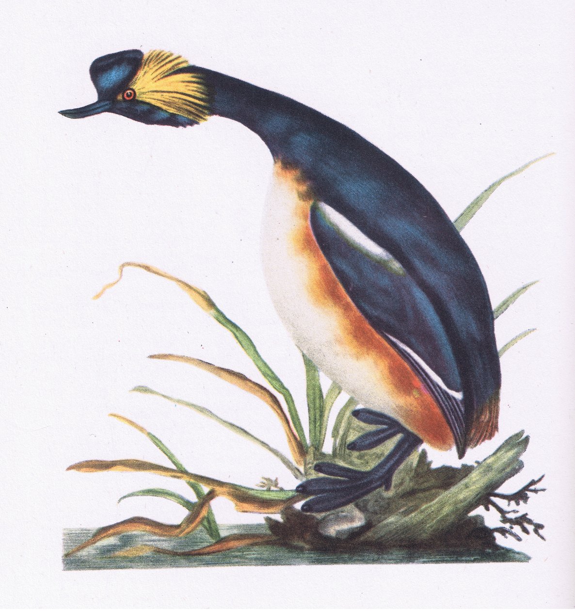 Perkoz czarnoszyi, Nature in Britain, wyd. Collins, 1946 autorstwa Edward Donovan