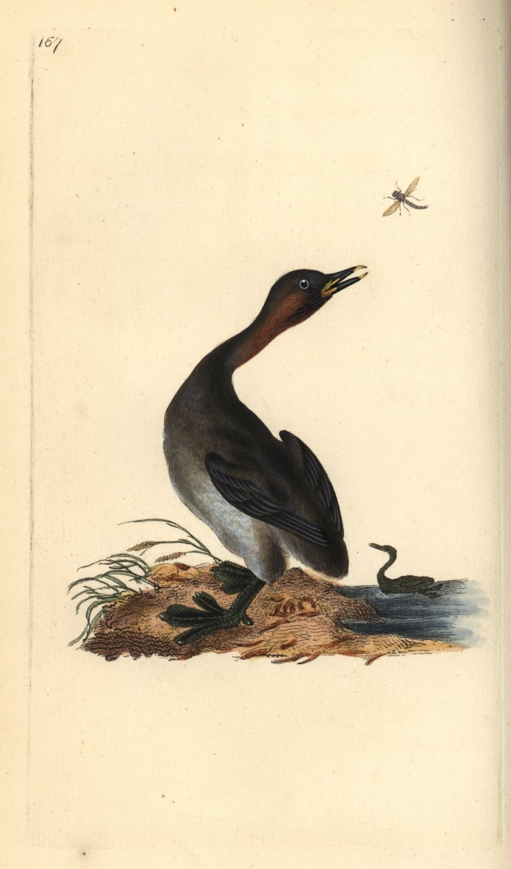 Perkoz podbródkowy czarny, Podiceps hebridicus. (Mały perkoz, Tachybaptus ruficollis?) Ręcznie barwiony miedzioryt narysowany i grawerowany przez Edwarda Donovana z jego własnej „Historii naturalnej ptaków brytyjskich”, Londyn autorstwa Edward Donovan