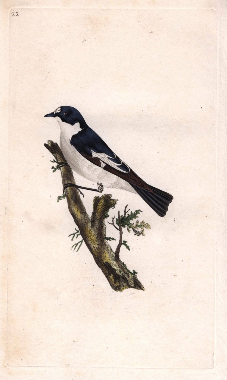 Czarny pożeracz. Ficedula hypoleuca (Muscicapa atricapilla). Miedzioryt autorstwa Edwarda Donovana (1768-1837), opublikowany w Natural History of British Birds, Londyn autorstwa Edward Donovan