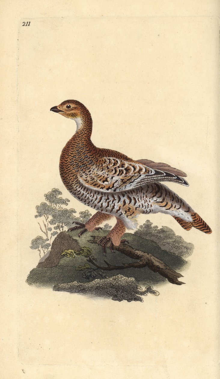 Cietrzew lub blackgame, Tetrao tetrix. Ręcznie kolorowany miedzioryt rysowany i grawerowany przez Edwarda Donovana z jego własnej „Historii naturalnej ptaków brytyjskich”, Londyn autorstwa Edward Donovan