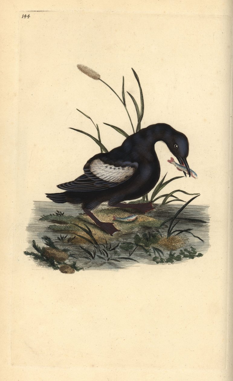 Czarny guillemot lub tystie, Cepphus grylle, z rybą w dziobie. Ręcznie kolorowany miedzioryt rysowany i grawerowany przez Edwarda Donovana z jego własnej „Historii naturalnej ptaków brytyjskich”, Londyn autorstwa Edward Donovan