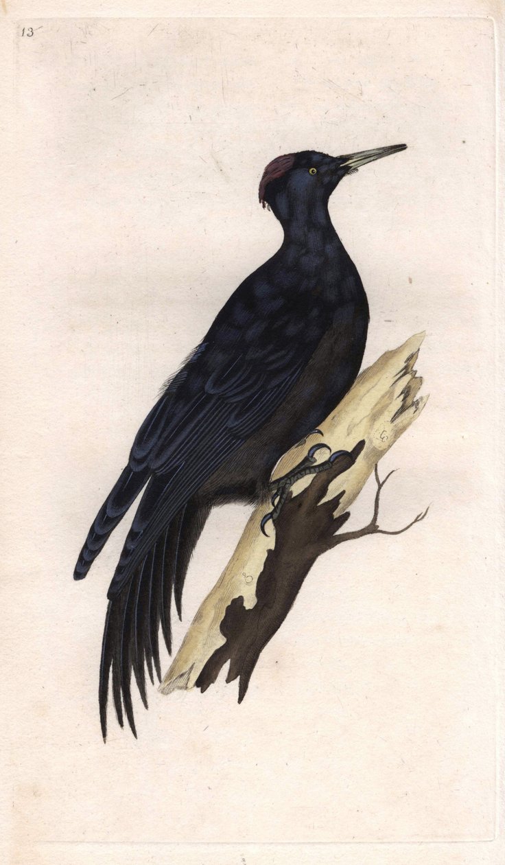 Czarny daszek. Dryocopus martius (Picus martius). Miedzioryt autorstwa Edwarda Donovana (1768-1837), opublikowany w Natural History of British Birds, Londyn autorstwa Edward Donovan