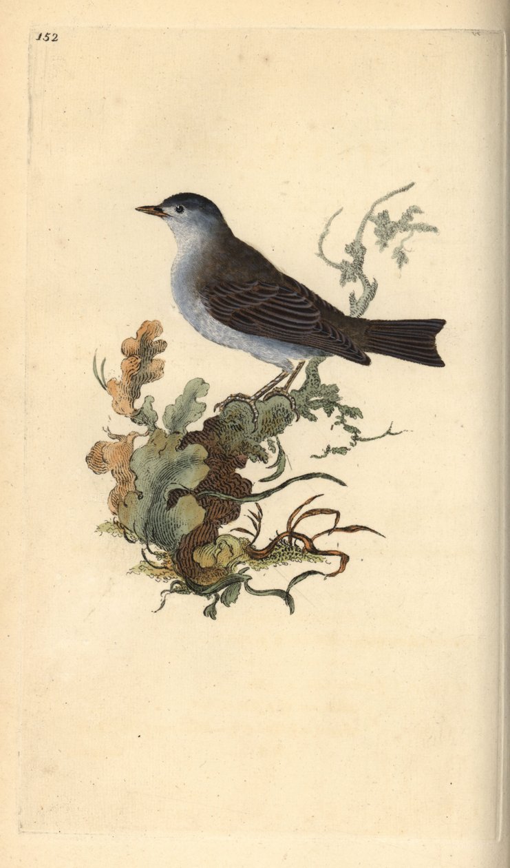 Kapturka, Sylvia atricapilla. Ręcznie barwiony miedzioryt rysowany i grawerowany przez Edwarda Donovana z jego własnej „Historii naturalnej ptaków brytyjskich”, Londyn autorstwa Edward Donovan