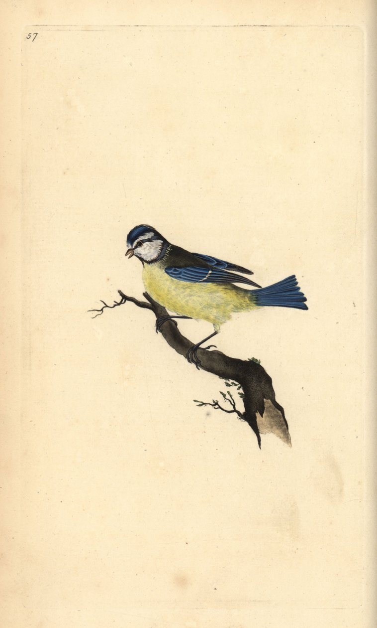 Modraszka, Cyanistes caeruleus. Ręcznie kolorowany miedzioryt rysowany i grawerowany przez Edwarda Donovana z jego własnej „Historii naturalnej ptaków brytyjskich”, Londyn autorstwa Edward Donovan