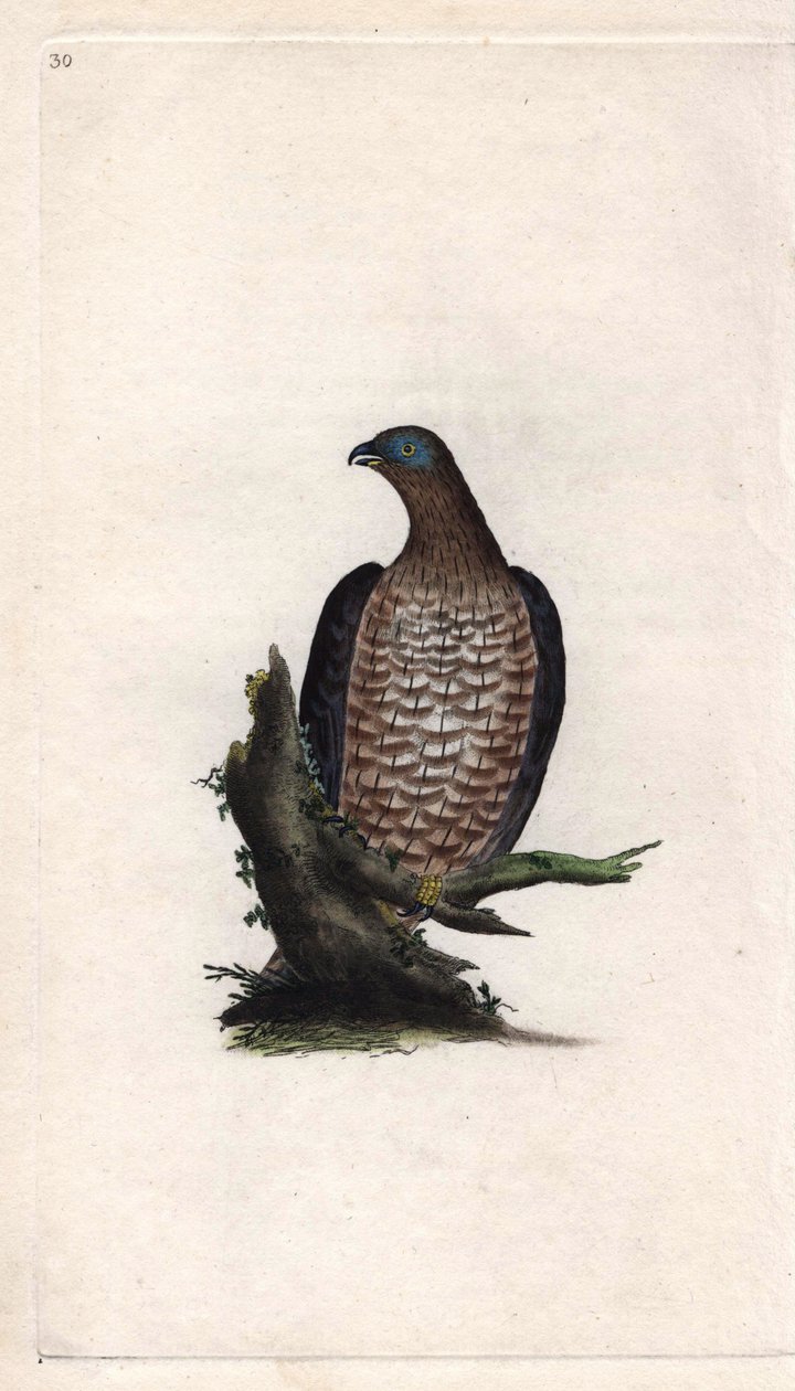 Bondree jest miłosierny. Pernis apivorus (Falco apivorus). Miedzioryt autorstwa Edwarda Donovana (1768-1837), opublikowany w Natural History of British Birds, Londyn autorstwa Edward Donovan