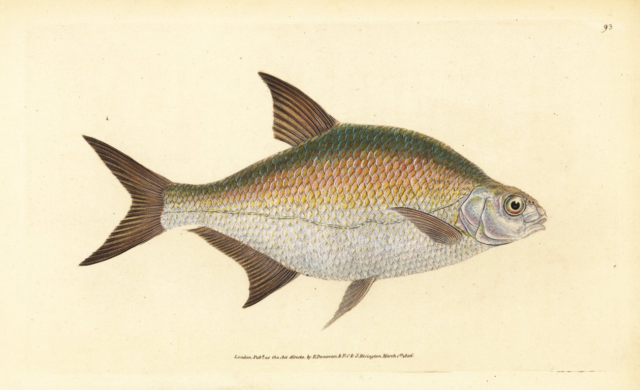 Leszcz, Abramis brama (Cyprinus brama). Ręcznie barwiony miedzioryt narysowany i rytowany przez Edwarda Donovana z jego Natural History of British Fishes, Donovan and F.C. i J. Rivington, Londyn autorstwa Edward Donovan