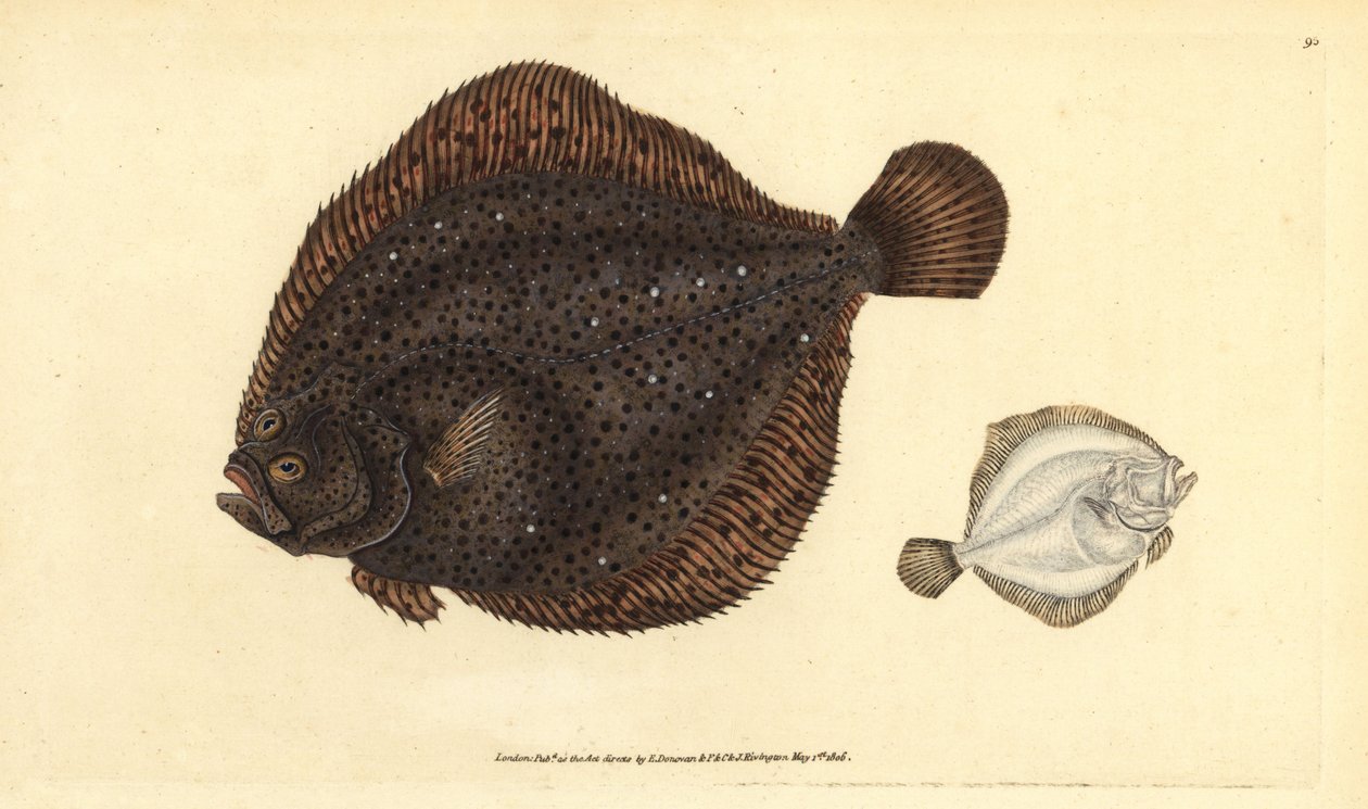 Brill lub perła, romb Scophthalmus (Pleuronectes rhombus). Ręcznie barwiony miedzioryt narysowany i rytowany przez Edwarda Donovana z jego Natural History of British Fishes, Donovan and F.C. i J. Rivington, Londyn autorstwa Edward Donovan