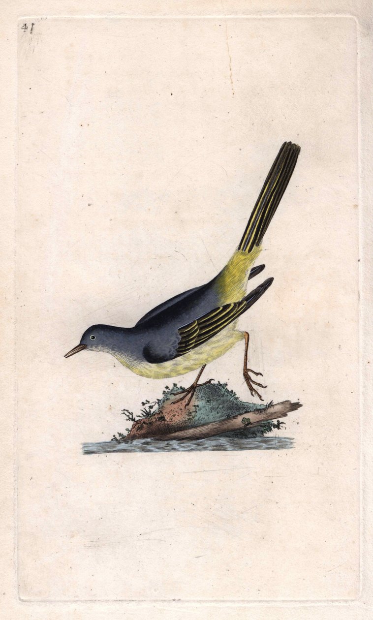Owczarek Brooka. Motacilla cinerea (Motacilla boarula). Miedzioryt autorstwa Edwarda Donovana (1768-1837), opublikowany w Natural History of British Birds, Londyn autorstwa Edward Donovan