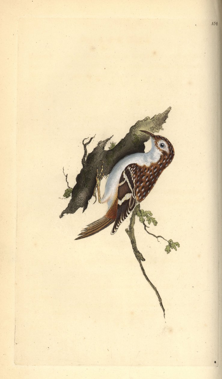 Brązowe pnącze, Certhia familiaris. Ręcznie barwiony miedzioryt rysowany i grawerowany przez Edwarda Donovana z jego własnej „Historii naturalnej ptaków brytyjskich”, Londyn autorstwa Edward Donovan