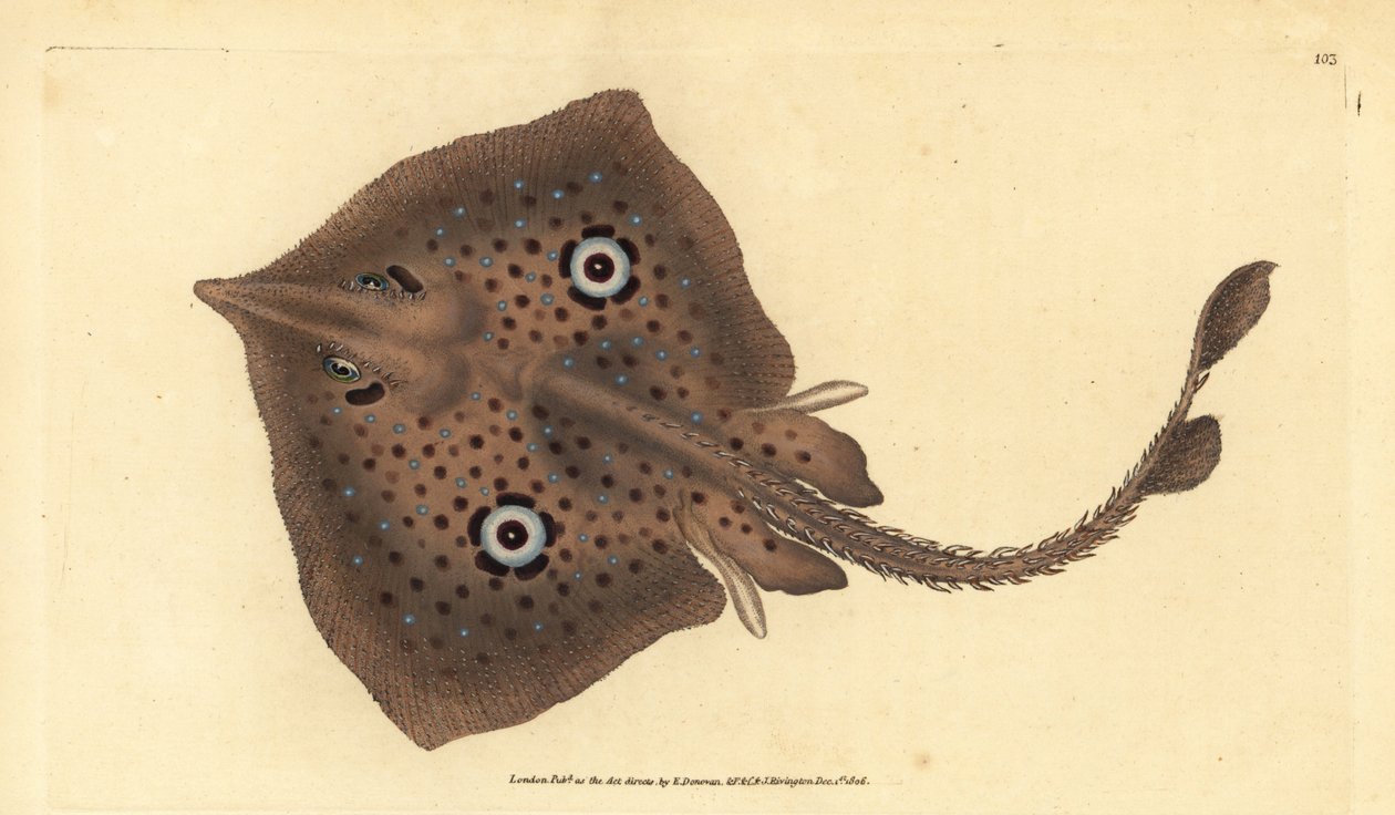 Brązowy płaszczka lub promień lustrzany, Raja miraletus. Ręcznie barwiony miedzioryt narysowany i rytowany przez Edwarda Donovana z jego Natural History of British Fishes, Donovan and F.C. i J. Rivington, Londyn autorstwa Edward Donovan