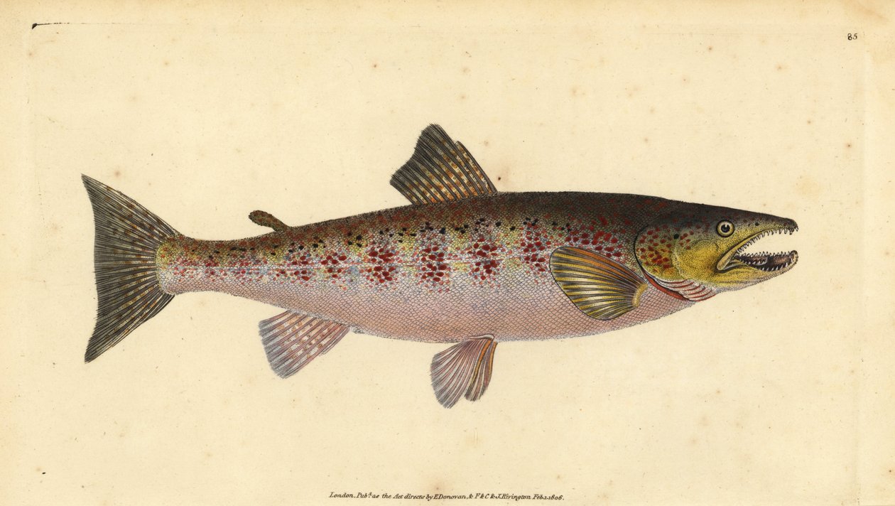 Pstrąg potokowy, Salmo trutta fario (Pstrąg, Salmo fario). Ręcznie barwiony miedzioryt narysowany i rytowany przez Edwarda Donovana z jego Natural History of British Fishes, Donovan and F.C. i J. Rivington, Londyn autorstwa Edward Donovan