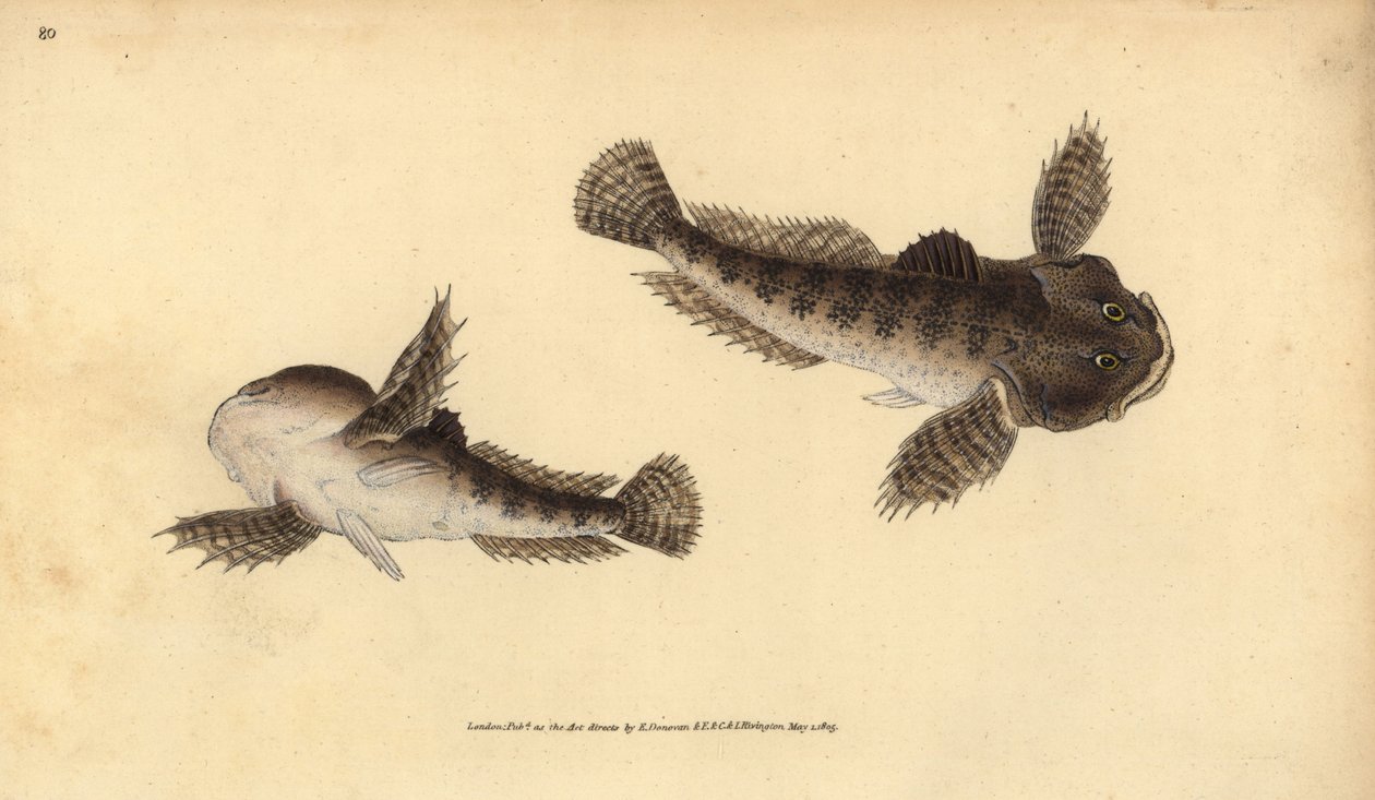 Bullhead, Cottus gobio (rzeczny głowa byka). Ręcznie barwiony miedzioryt narysowany i rytowany przez Edwarda Donovana z jego Natural History of British Fishes, Donovan and F.C. i J. Rivington, Londyn autorstwa Edward Donovan