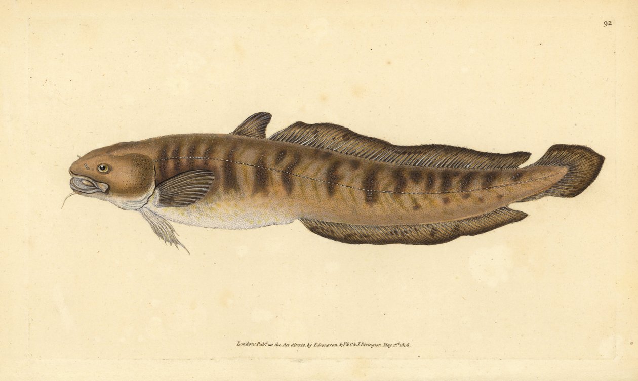 Miętus, Lota lota (Gadus lota). Ręcznie barwiony miedzioryt narysowany i rytowany przez Edwarda Donovana z jego Natural History of British Fishes, Donovan and F.C. i J. Rivington, Londyn autorstwa Edward Donovan