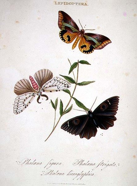 Motyle: Phalaena Figura; Phalaena Strigata i Phalaena Hieroglyphica, wyd. przez artystę autorstwa Edward Donovan
