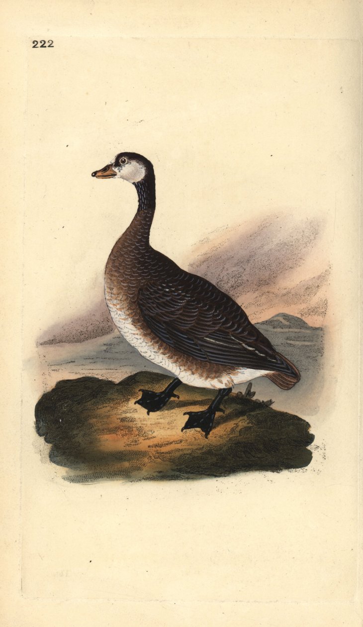 Bernikla kanadyjska, Branta canadensis. Ręcznie kolorowany miedzioryt rysowany i grawerowany przez Edwarda Donovana z jego własnej „Historii naturalnej ptaków brytyjskich”, Londyn autorstwa Edward Donovan