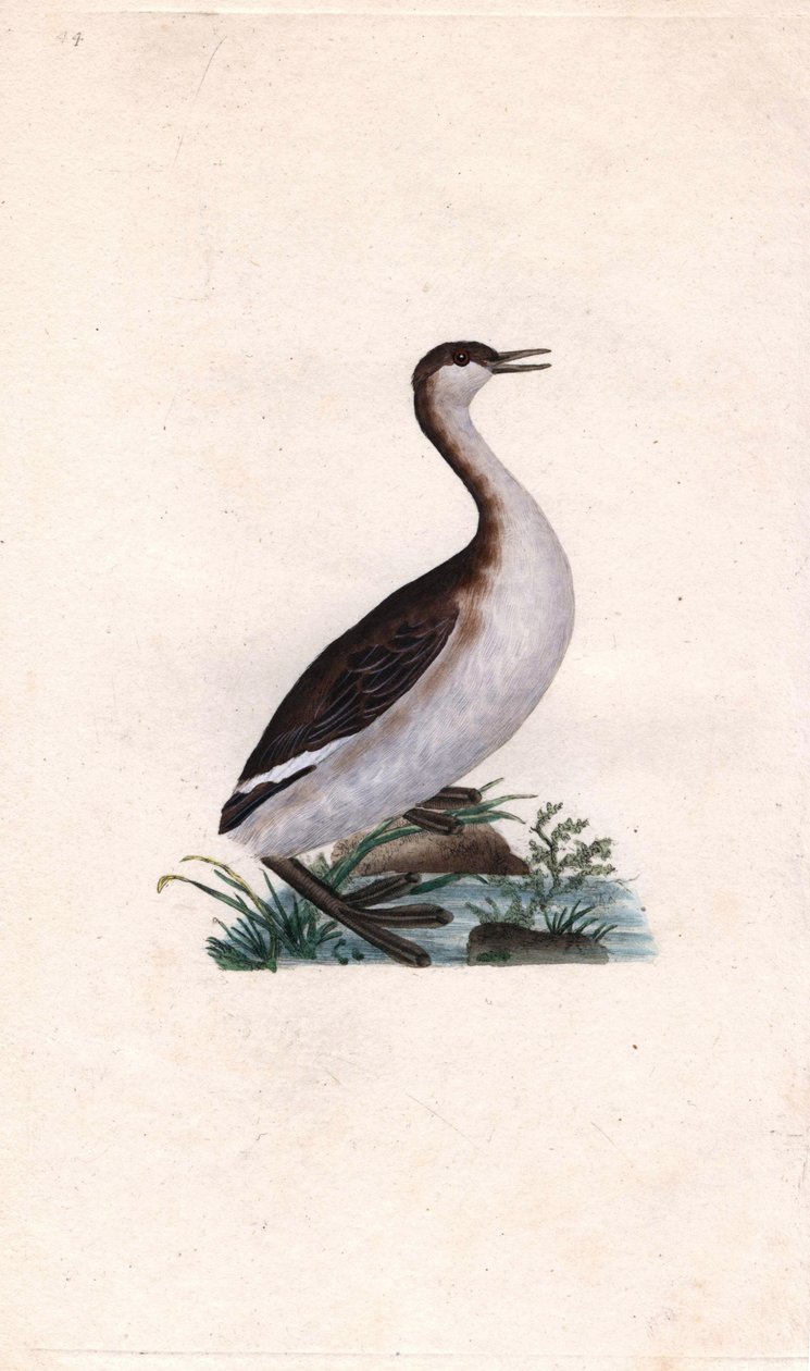 Perkoz Castagny. Tachybaptus ruficollis (Podiceps nigricans). Miedzioryt autorstwa Edwarda Donovana (1768-1837), opublikowany w Natural History of British Birds, Londyn autorstwa Edward Donovan
