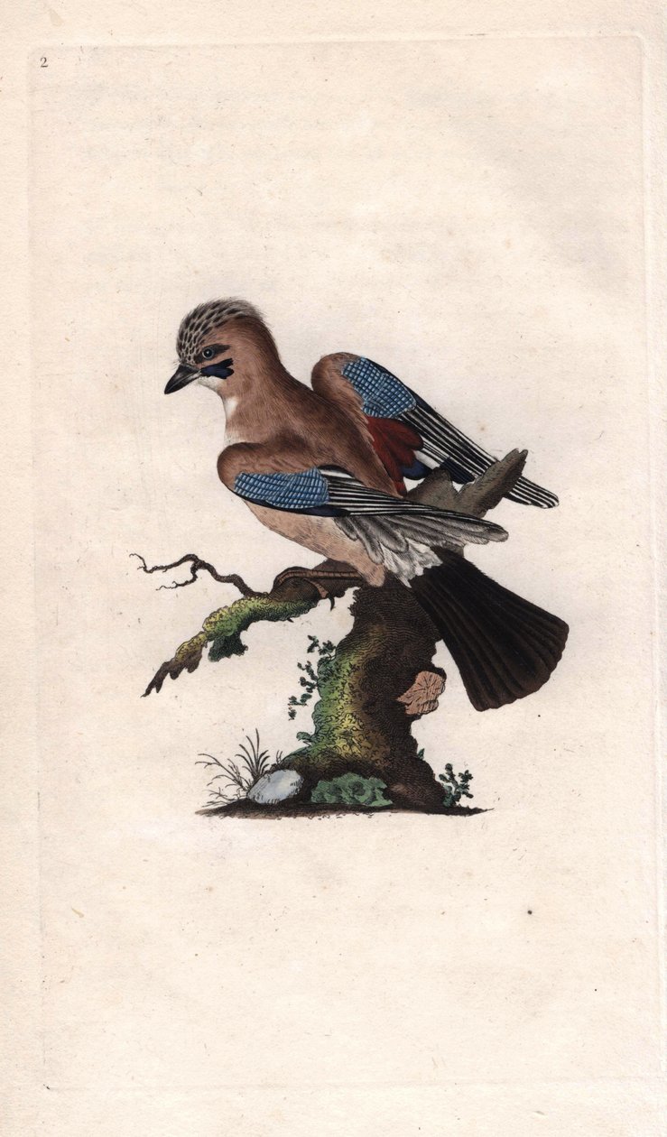 Chenes Jay. Garrulus glandarius (Corvus glandarius). Miedzioryt autorstwa Edwarda Donovana (1768-1837), opublikowany w Natural History of British Birds, Londyn autorstwa Edward Donovan