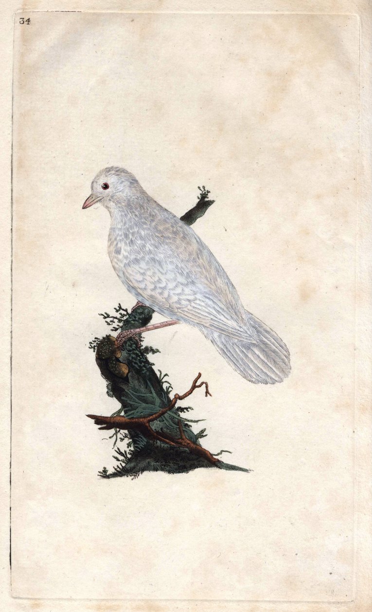Sójka Chenesa. Garrulus glandarius. Miedzioryt autorstwa Edwarda Donovana (1768-1837), opublikowany w Natural History of British Birds, Londyn autorstwa Edward Donovan
