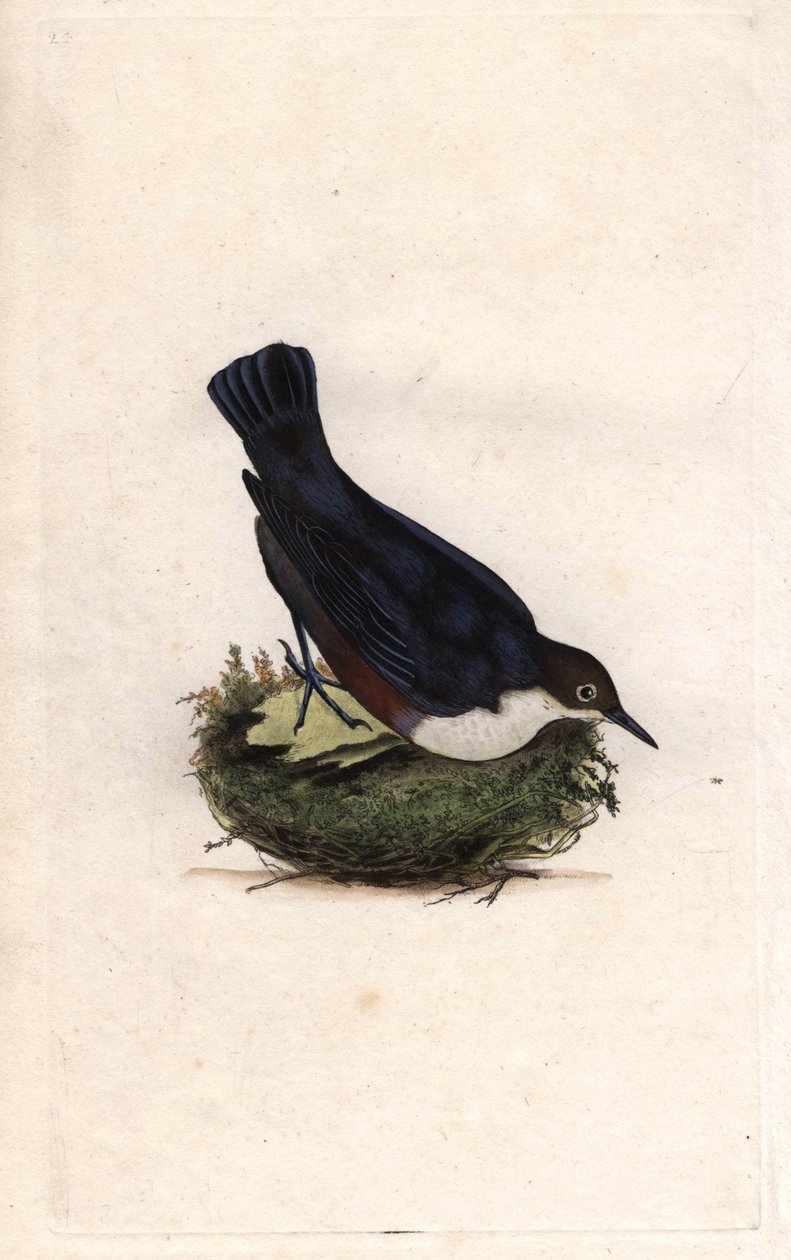 Nurek z kręgu. Cinclus cinclus (Sturnus cinclus). Miedzioryt autorstwa Edwarda Donovana (1768-1837), opublikowany w Natural History of British Birds, Londyn autorstwa Edward Donovan