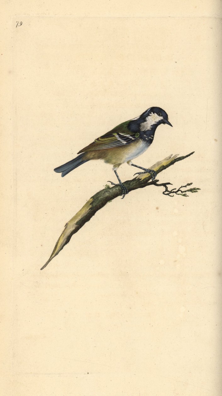 Węgiel to, Periparus ater. Ręcznie kolorowany miedzioryt rysowany i grawerowany przez Edwarda Donovana z jego własnej „Historii naturalnej ptaków brytyjskich”, Londyn autorstwa Edward Donovan