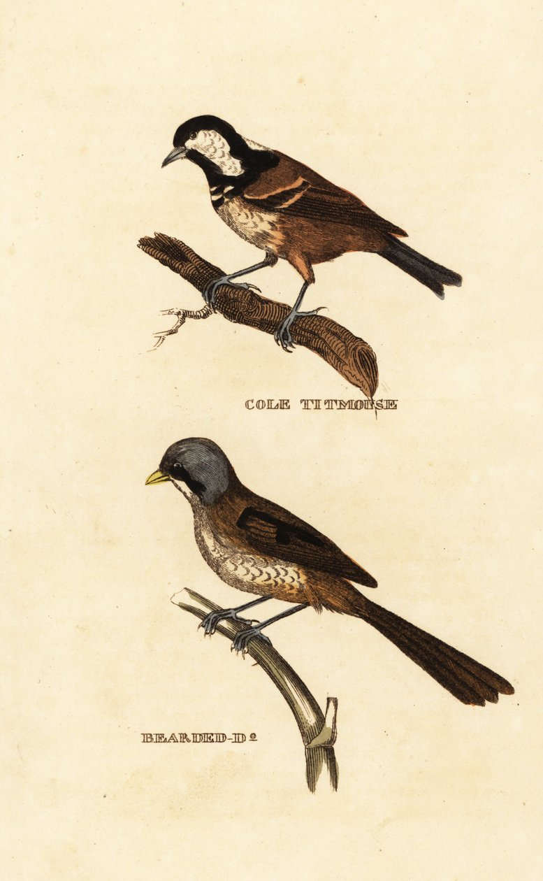 Sikora węglowa, Parus ater i wirówka brodaty, Panurus biarmicus autorstwa Edward Donovan