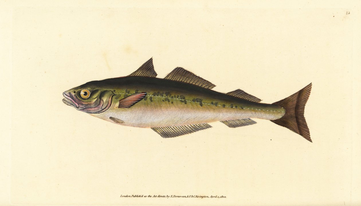 Czarniak lub czarniak, Pollachius virens (Gadus carbonarius). Ręcznie barwiony miedzioryt narysowany i rytowany przez Edwarda Donovana z jego Natural History of British Fishes, Donovan and F.C. i J. Rivington, Londyn autorstwa Edward Donovan