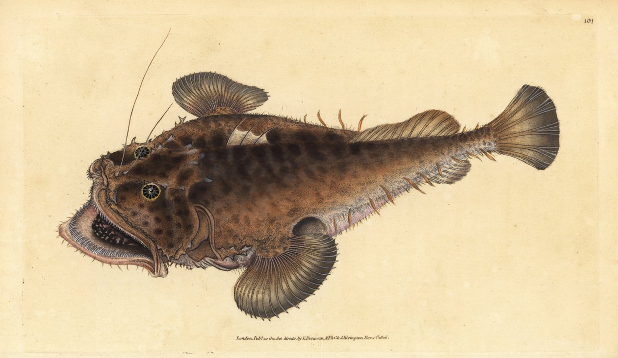 Pospolita ryba żabnica, Lophius piscatorius. Ręcznie barwiony miedzioryt narysowany i rytowany przez Edwarda Donovana z jego Natural History of British Fishes, Donovan and F.C. i J. Rivington, Londyn autorstwa Edward Donovan