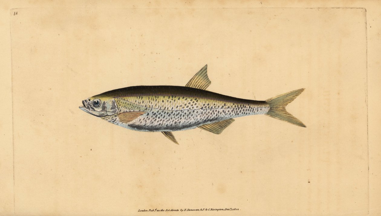 Ukleja pospolita, Alburnus alburnus (Cyprinus alburnus). Ręcznie barwiony miedzioryt narysowany i rytowany przez Edwarda Donovana z jego Natural History of British Fishes, Donovan and F.C. i J. Rivington, Londyn autorstwa Edward Donovan