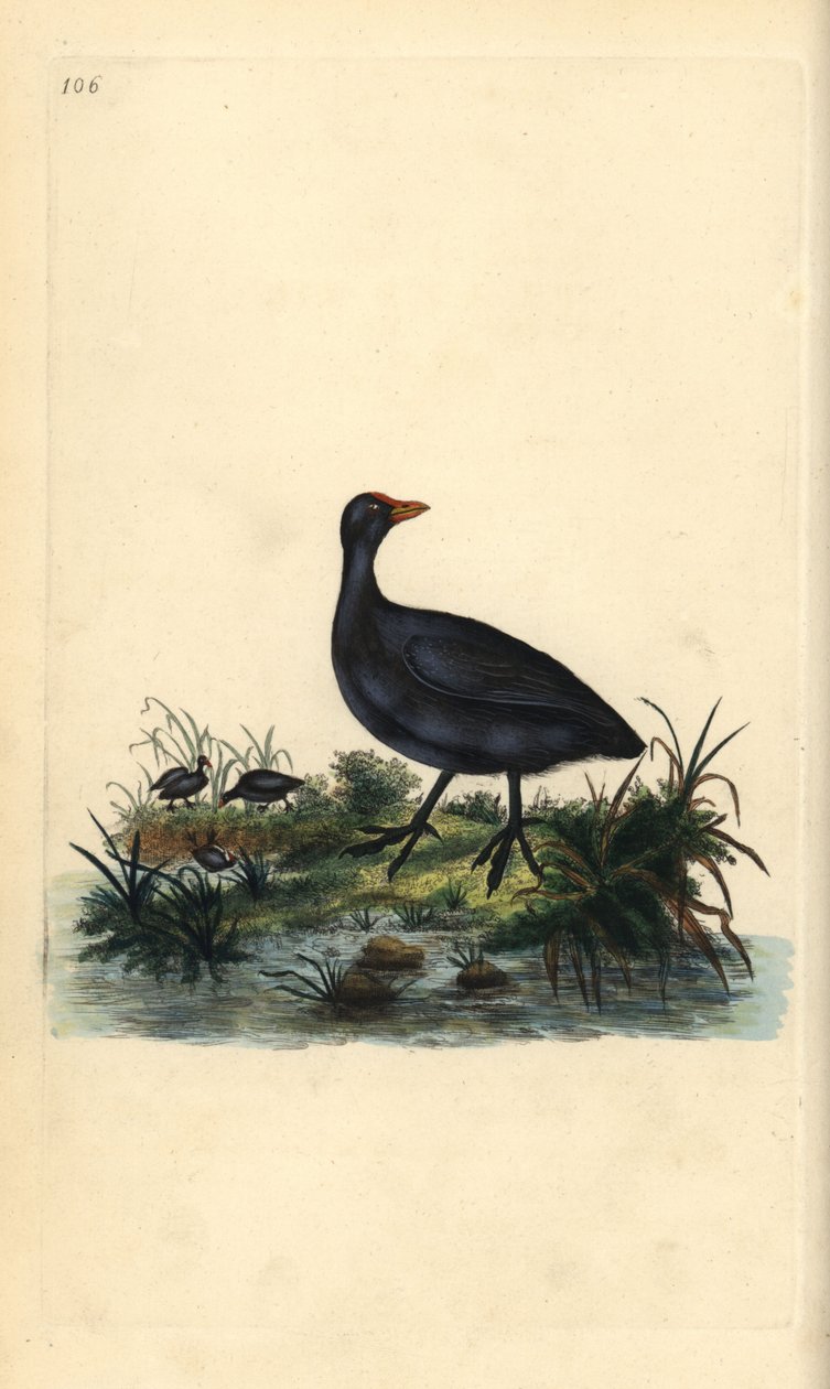 Łyska pospolita, Fulica atra. Ręcznie kolorowany miedzioryt rysowany i grawerowany przez Edwarda Donovana z jego własnej „Historii naturalnej ptaków brytyjskich”, Londyn autorstwa Edward Donovan