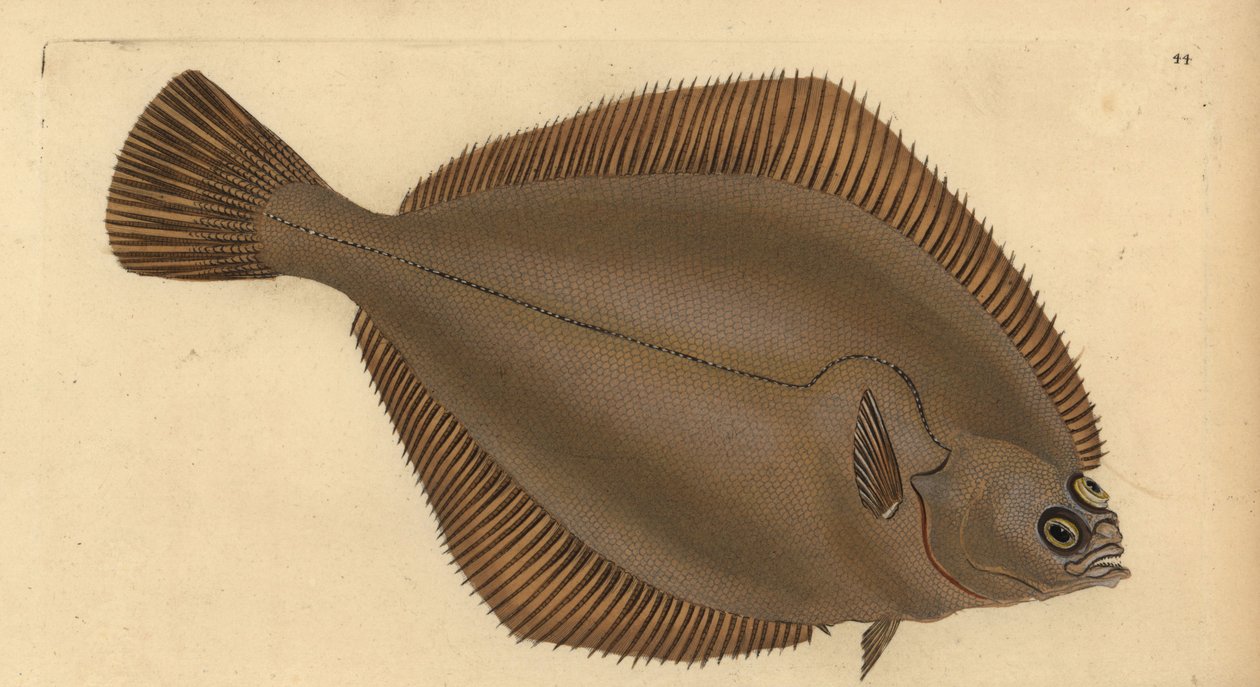 Zimnica zwyczajna, Limanda limanda (Pleuronectes limanda). Ręcznie barwiony miedzioryt narysowany i rytowany przez Edwarda Donovana z jego Natural History of British Fishes, Donovan and F.C. i J. Rivington, Londyn autorstwa Edward Donovan
