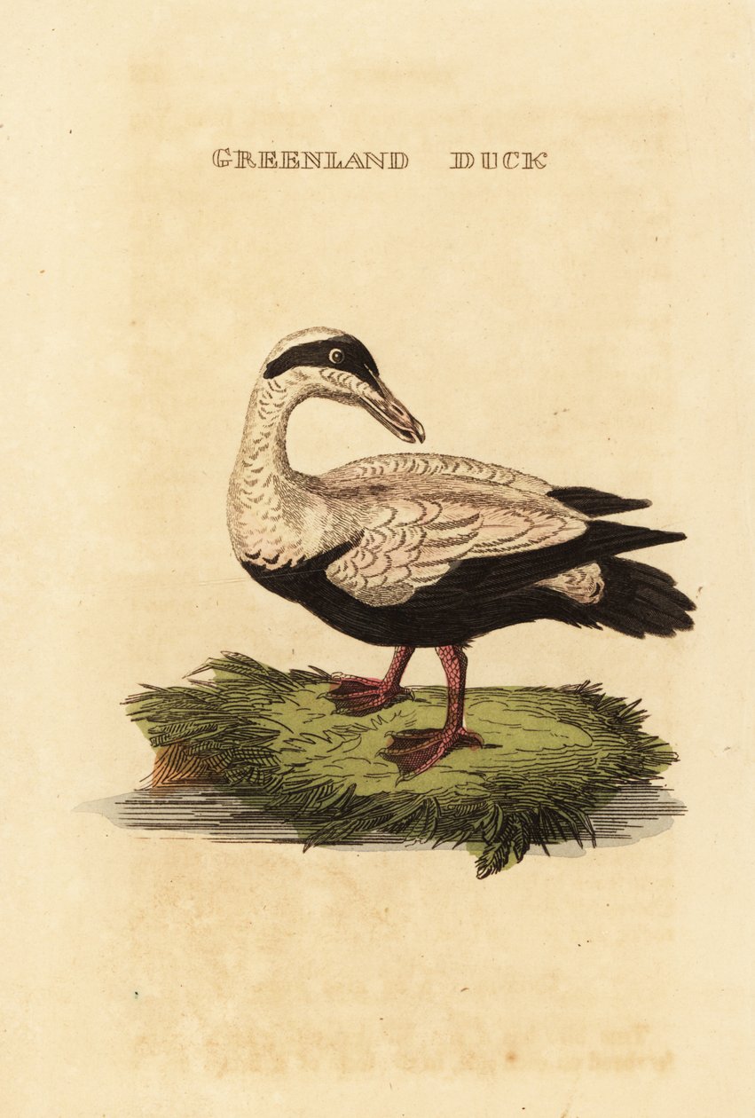 Edredon zwyczajny, Somateria autorstwa Edward Donovan