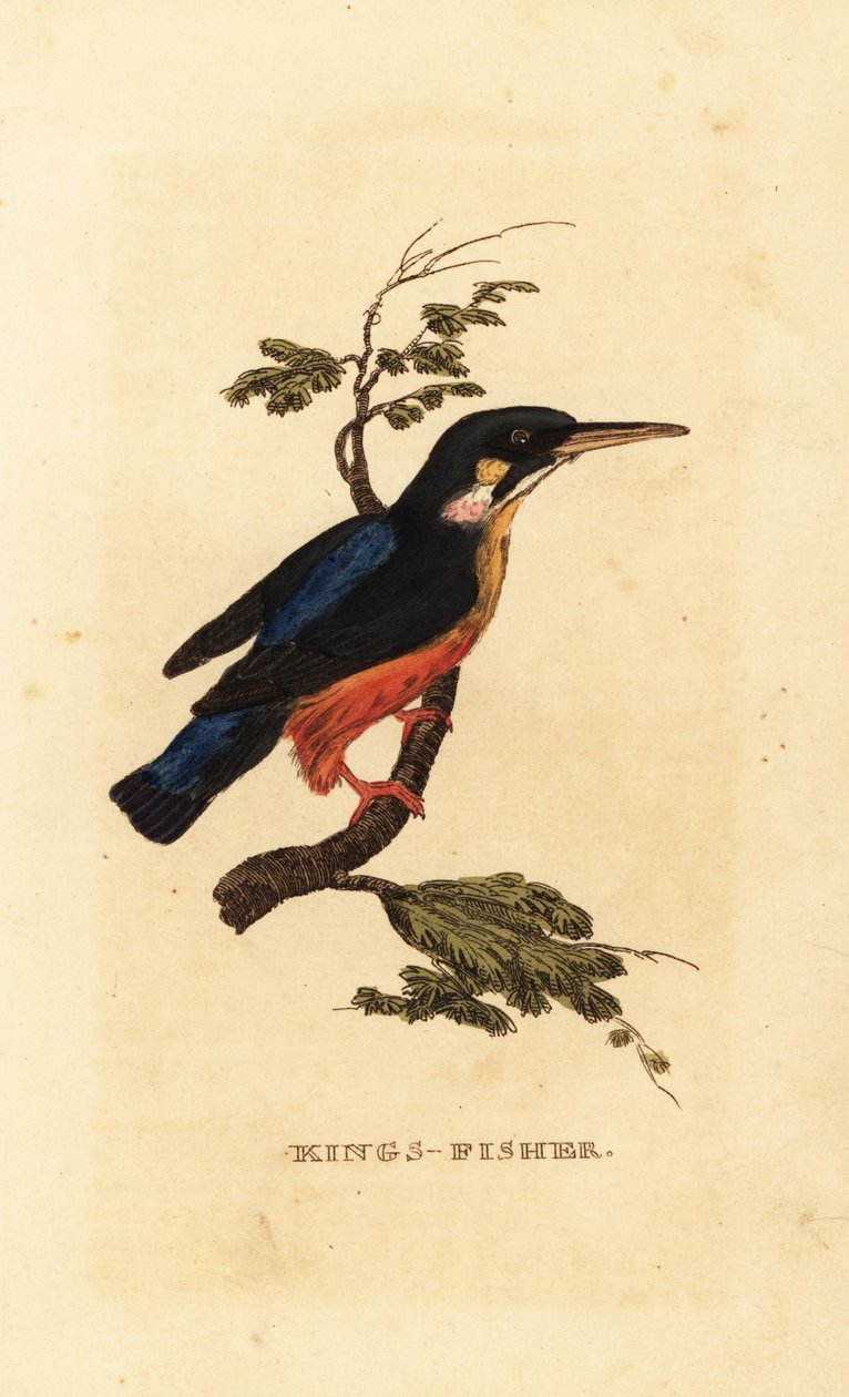 Zimorodek zwyczajny, Alcedo atthis autorstwa Edward Donovan