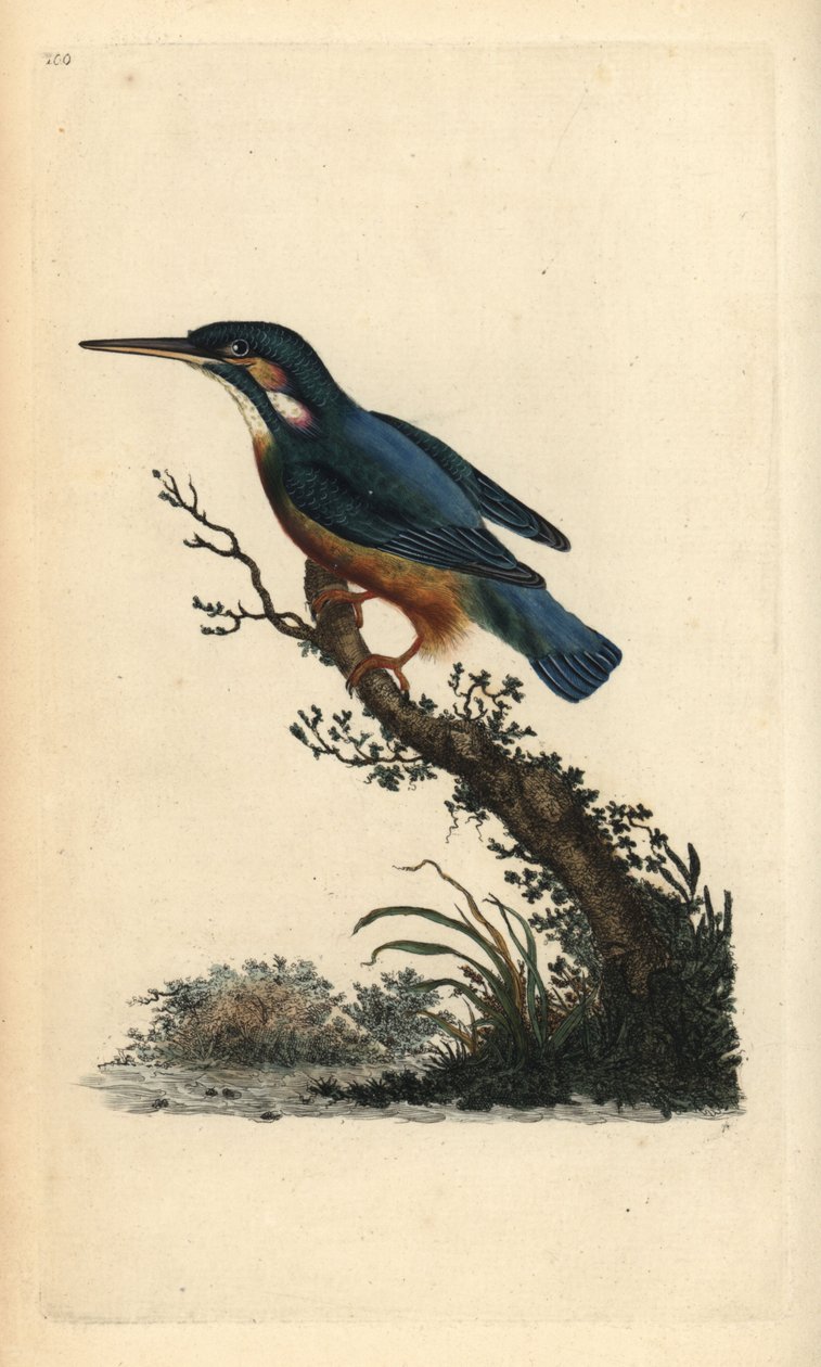 Zimorodek zwyczajny, Alcedo atthis. Ręcznie kolorowany miedzioryt rysowany i grawerowany przez Edwarda Donovana z jego własnej „Historii naturalnej ptaków brytyjskich”, Londyn autorstwa Edward Donovan