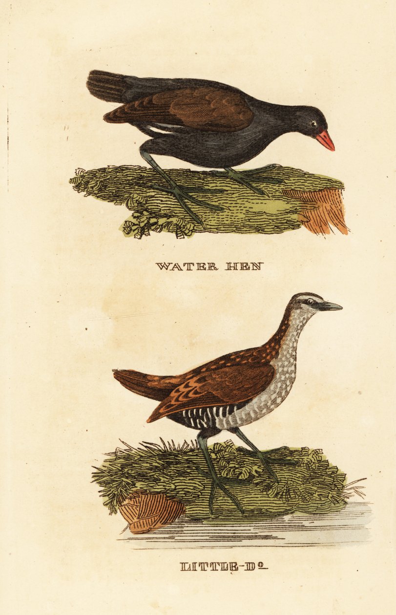 Kokoszka zwyczajna, Gallinula chloropus i kropiatka, Porzana porzana autorstwa Edward Donovan