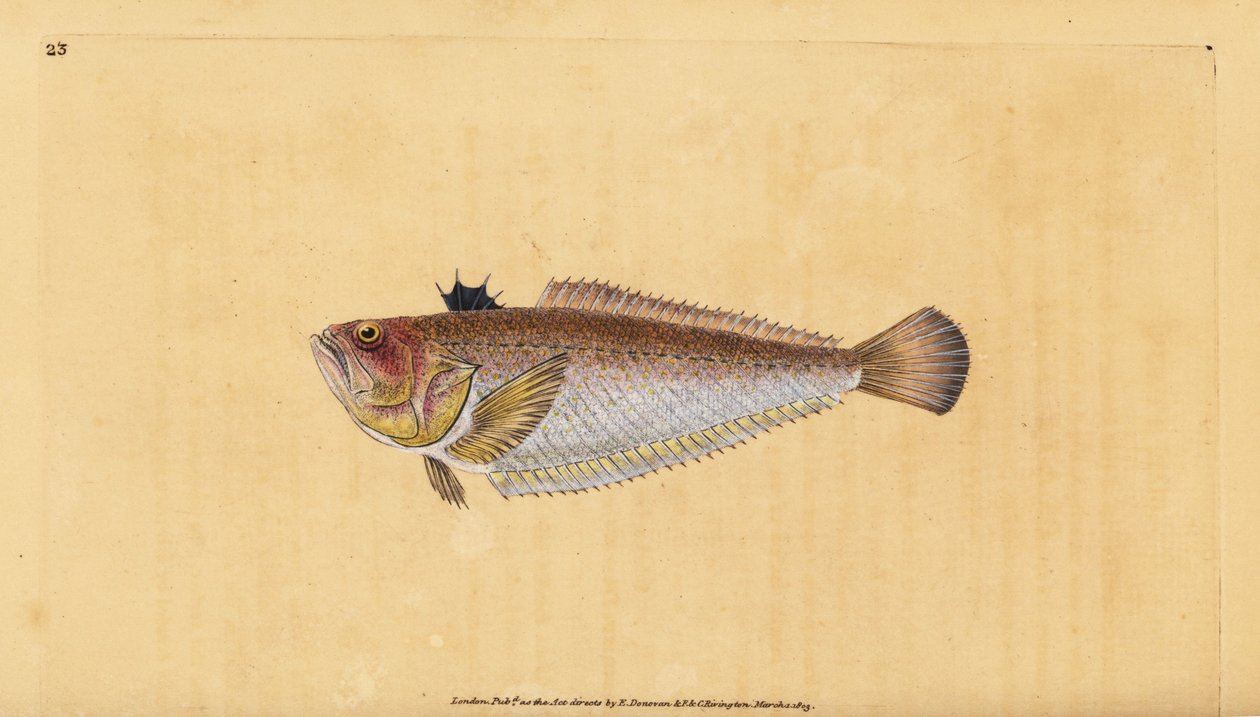 Weever pospolity lub większy, Trachinus draco. Ręcznie barwiony miedzioryt narysowany i rytowany przez Edwarda Donovana z jego Natural History of British Fishes, Donovan and F.C. i J. Rivington, Londyn autorstwa Edward Donovan